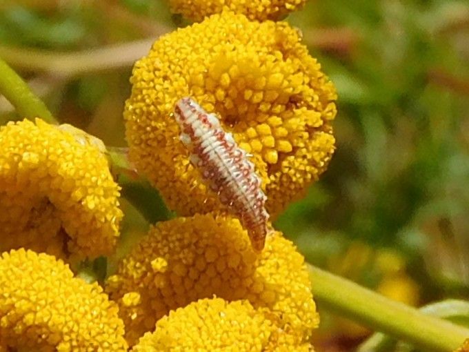 De afbeelding toont de larve van een gaasvlieg die op een gele bloem zit.
