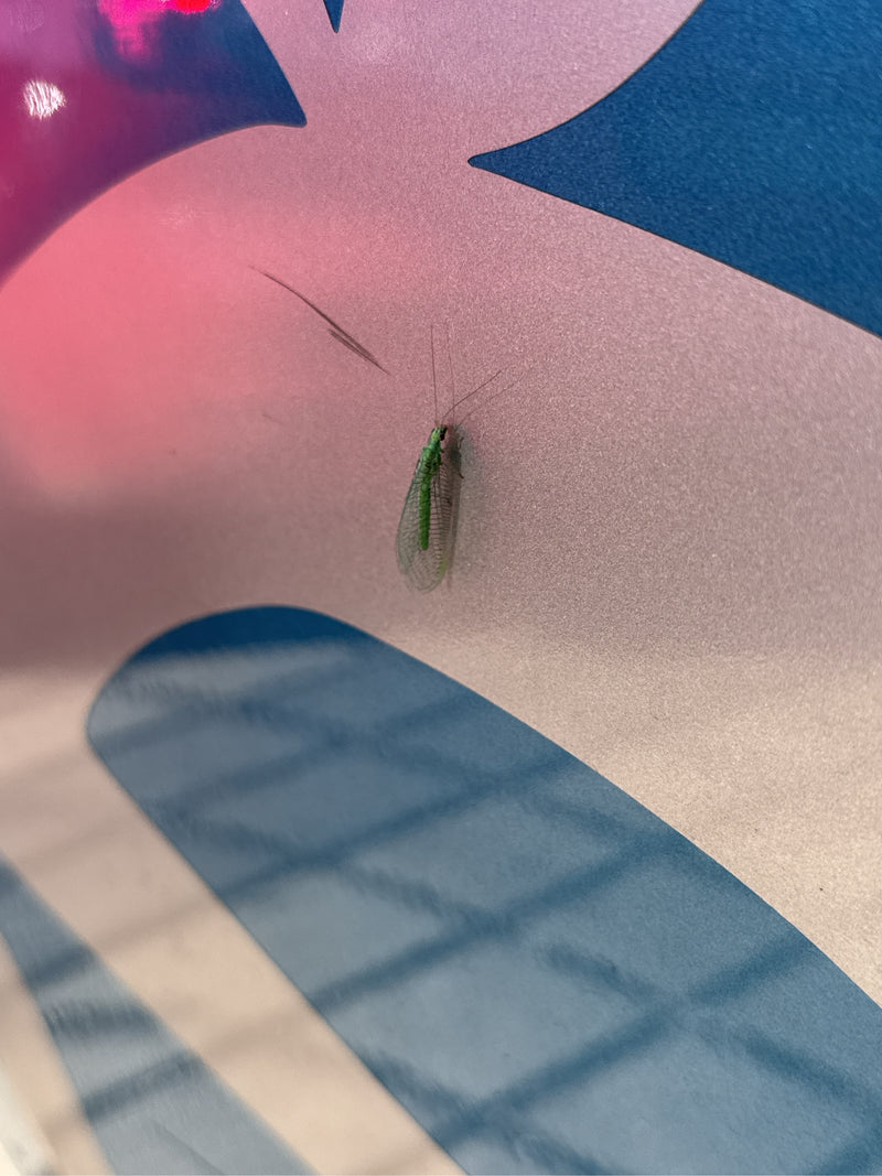 Een gaasvlieg zit op een glad, kleurrijk bewerkt oppervlak. Haar groene lichaam en transparante vleugels zijn goed te zien.