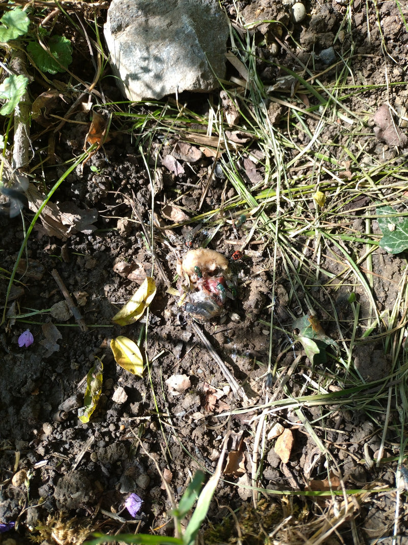 Verschillende groene vliegen voeden zich met voedselresten op de bosbodem. De dieren zijn van grote afstand gefotografeerd.