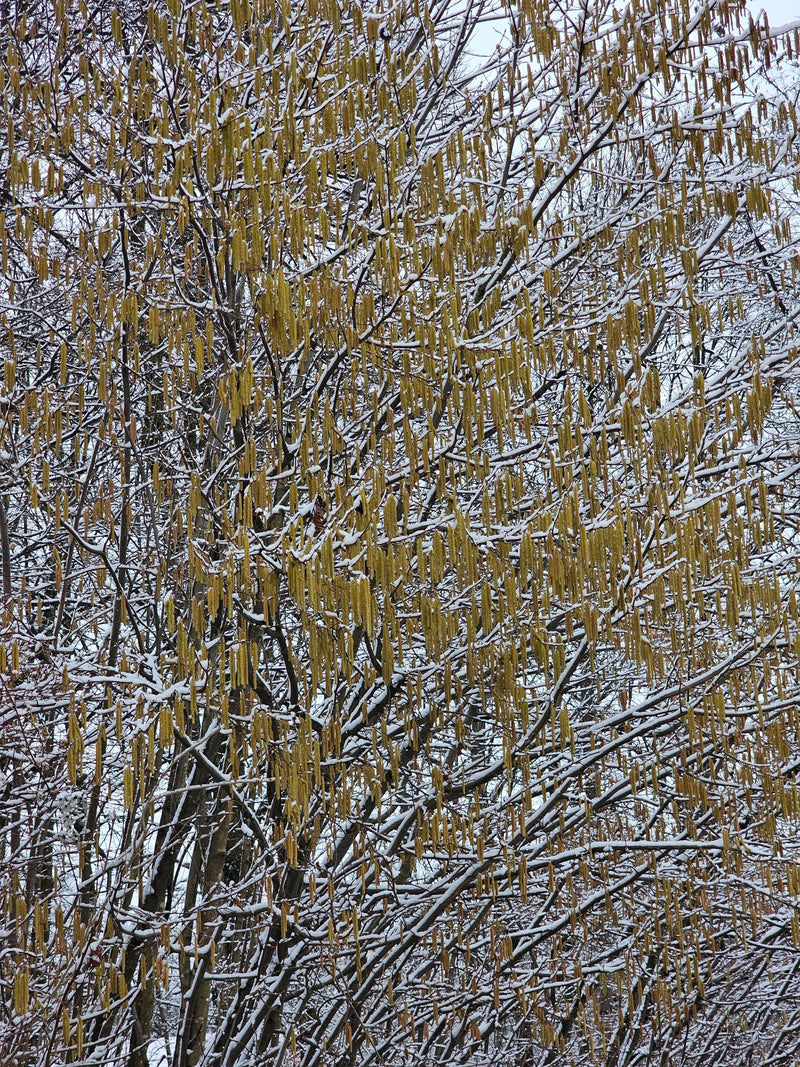 hazelnoot — Bild 1