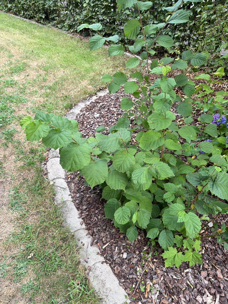De afbeelding toont een jonge hazelaarstruik met veel groene bladeren. De plant groeit in een tuinbed met boombast.