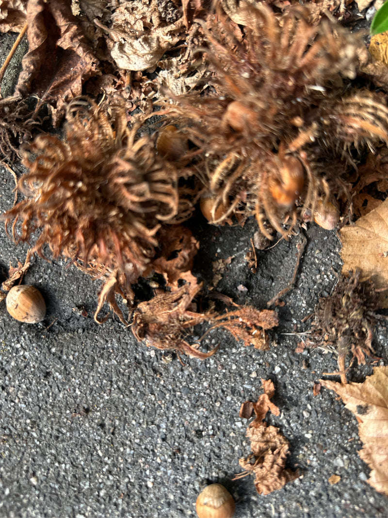 Op de grond liggen verschillende bruine hazelnoten samen met hun kenmerkende, rafelige omhulsels en droge bladeren. De foto toont de vruchten van bovenaf.