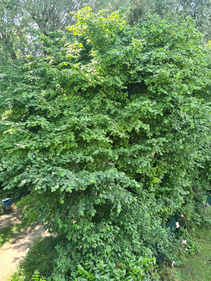 hazelnoot — foto 4 van 29