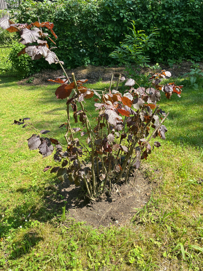 De afbeelding toont een jonge hazelaarsstruik met roodbruine bladeren die in een tuin op een grasveld staat.
