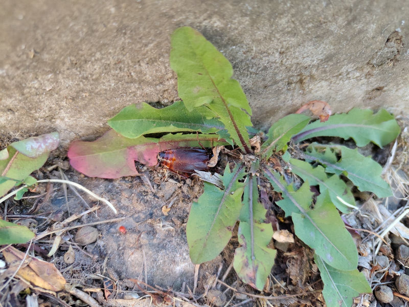 Een oosterse kakkerlak zit verborgen onder de groene bladeren van een plant op de grond.