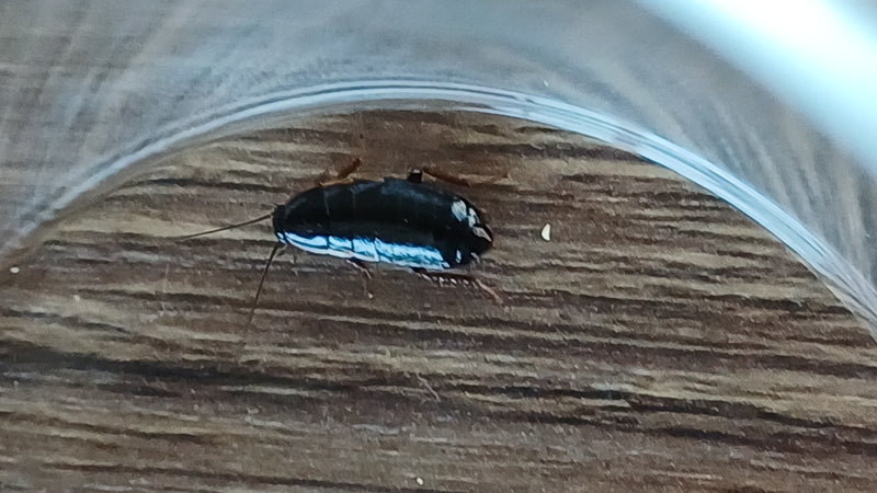 Een donkere, glanzende nimf van de orientaanse kakkerlak is te zien op een houten oppervlak. Het insect bevindt zich onder een doorzichtige bak.