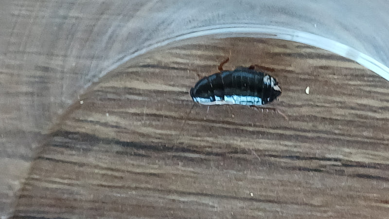 Een nimf van de oosterse kakkerlak zit op een houten vloer onder een glas. Het insect toont zijn typische donkere, glanzende lichaamsbouw.