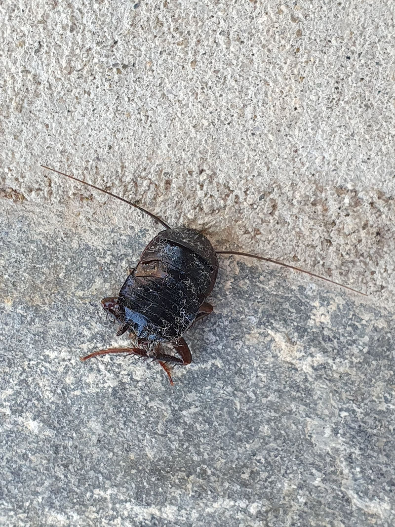 Een orientaanse kakkerlak is van bovenaf gefotografeerd op een grijze stenen vloer. De donkere, glanzende lichaamsstructuur en lange antennes zijn goed zicht...