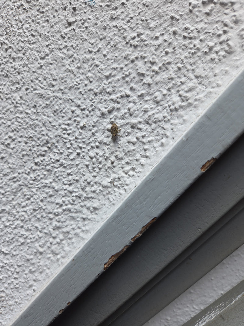 Gemeine Käferzikade — Bild 5
