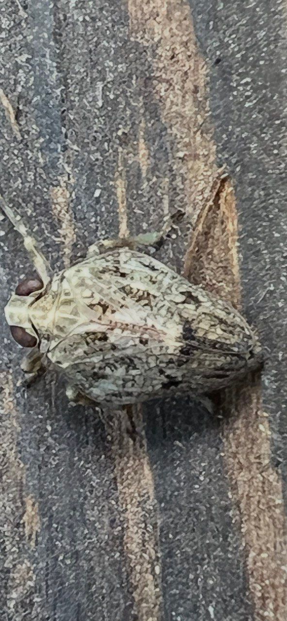 De afbeelding toont een close-up van een cicade op een getextureerd houten oppervlak. Het insect rust goed gecamoufleerd op de ondergrond.