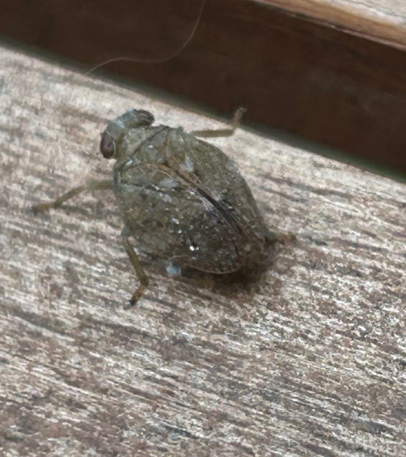 Een cicade zit op een gestructureerd houten oppervlak. Het insect is duidelijk zichtbaar en rust op de ondergrond.