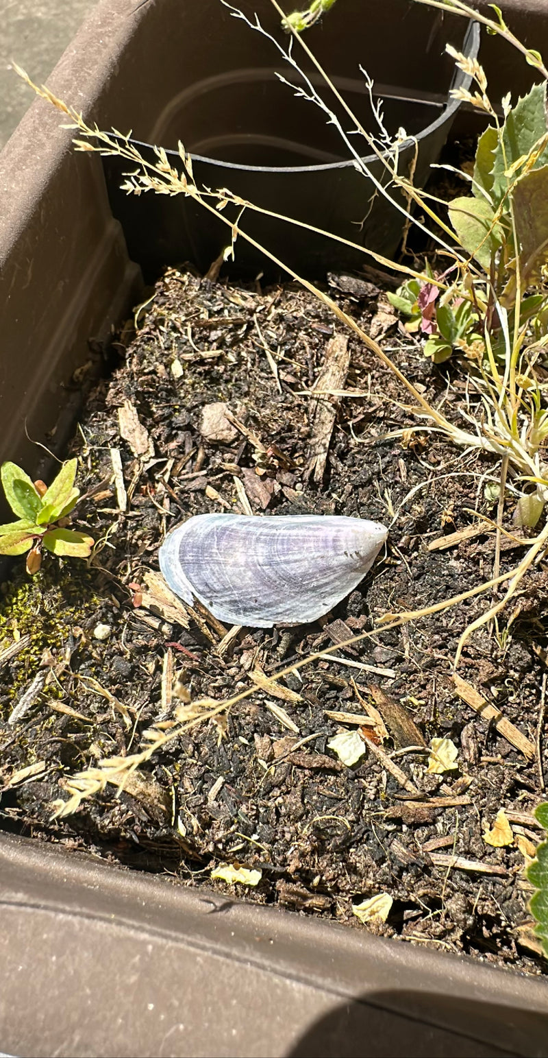 Gemeenschappelijke mossel — Bild 1
