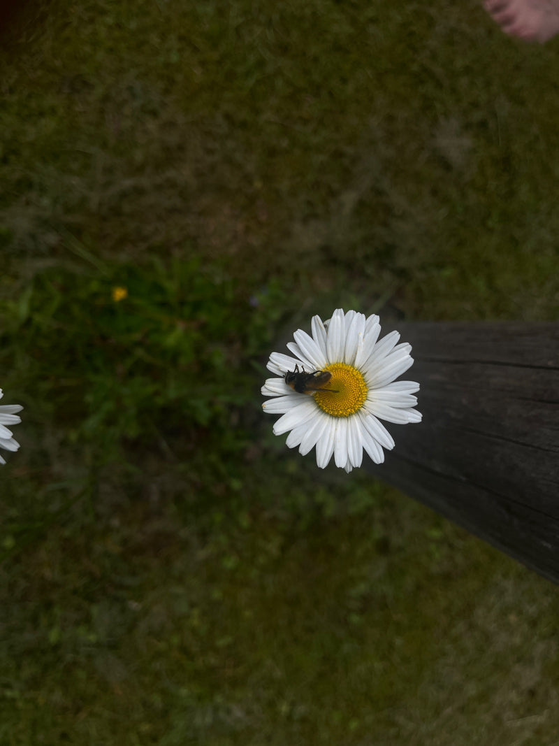 Bijen zweefvlieg — Bild 4