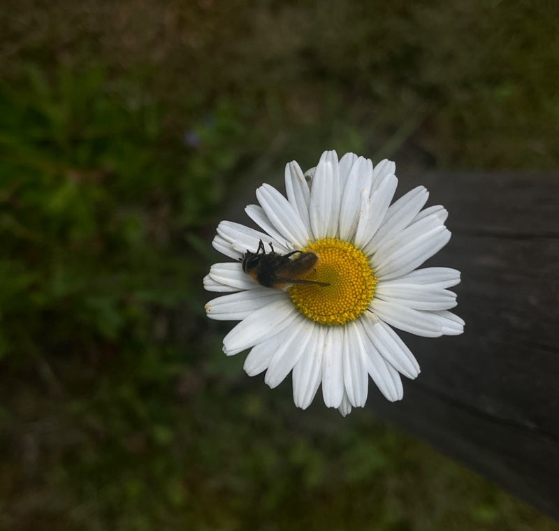 Bijen zweefvlieg — Bild 3