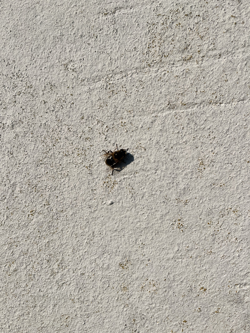 Een bijenvlieg zit op een lichte, getextureerde bepleisterde muur. Het insect is duidelijk zichtbaar.