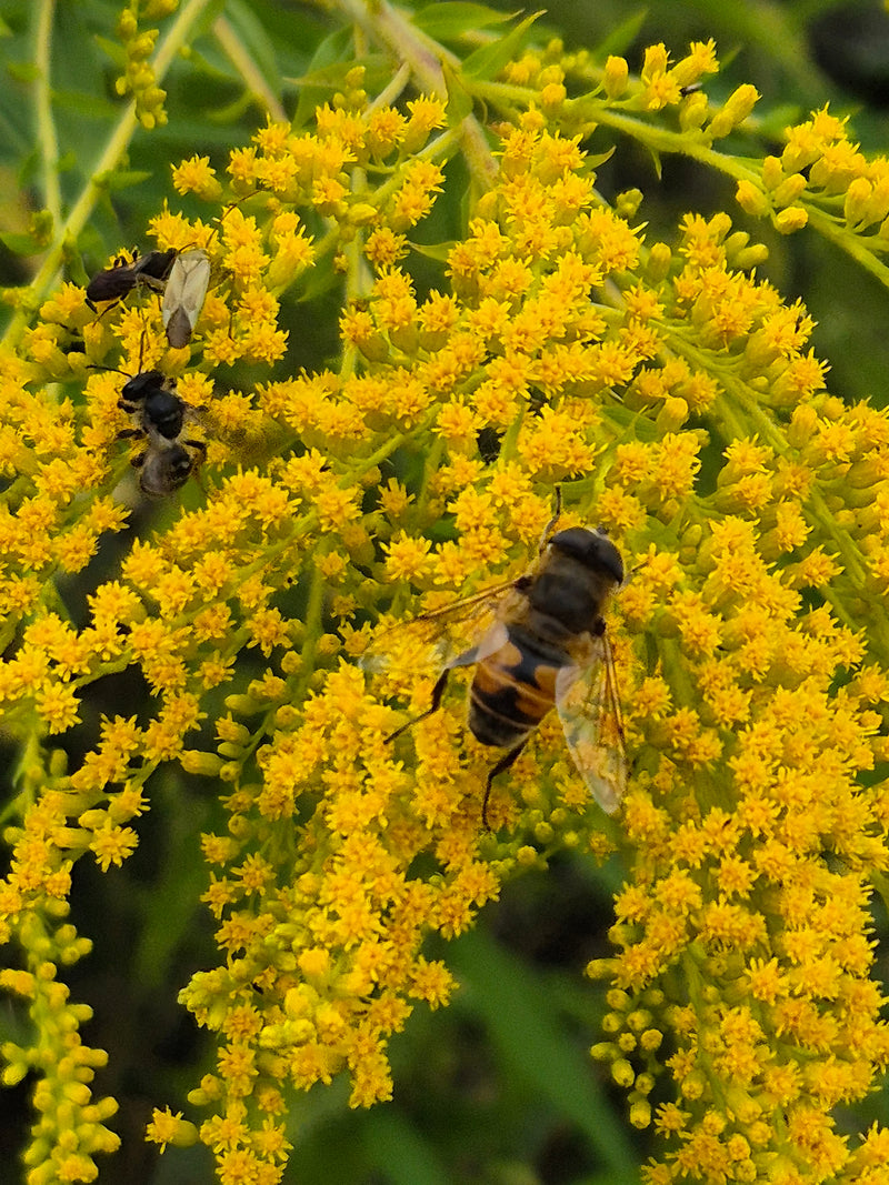 Een bijenvlieg zit op een gele guldenroede. De foto laat het insect van bovenaf op de bloemen zien.