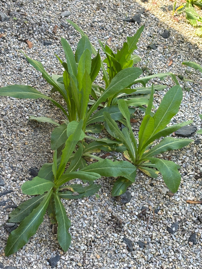 Teunisbloem — Bild 1