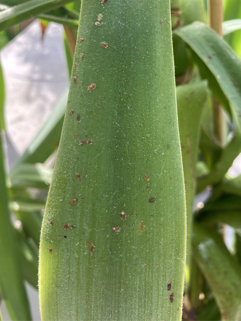 Talrijke kleine zachte dopluizen bevinden zich aan de bovenzijde van een groen blad. De insecten zitten roerloos op het plantenmateriaal.