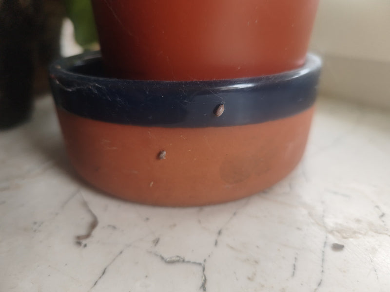 Twee kleine dopluizen zitten op de rand van een stenen bloempot. De achtergrond is een helder oppervlak.