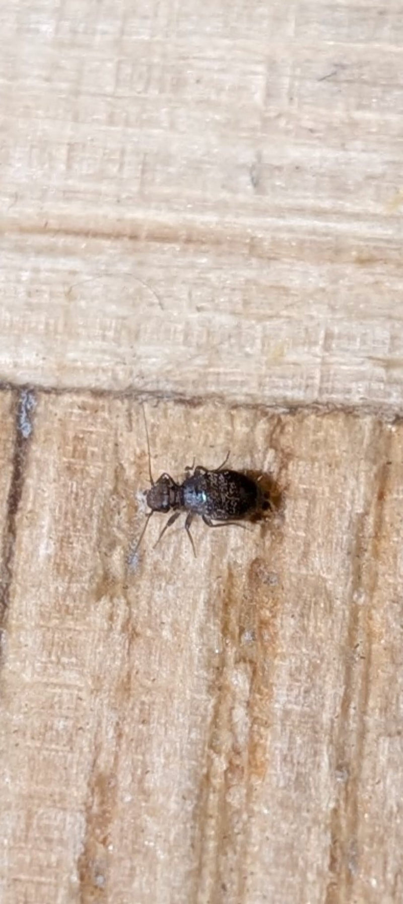 Een ongevleugelde stofluis van de soort Mesopsocus unipunctatus zit op een licht houten oppervlak. Het insect heeft een donker gevlekt, rond achterlijf en la...
