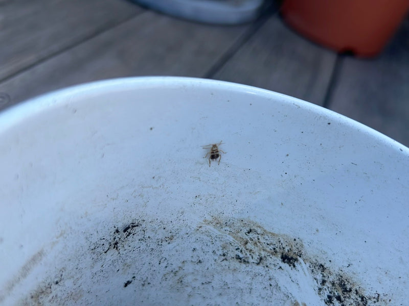 Een gewone schorsluis zit op een wit, vuil oppervlak. Het insect is vanaf enige afstand te zien.
