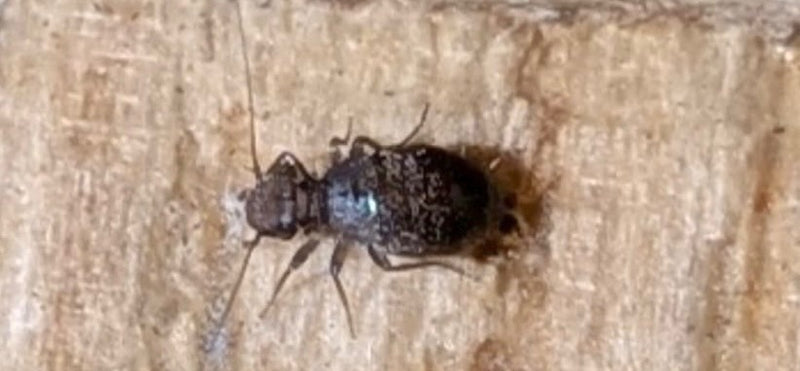 Een stofluis (Mesopsocus unipunctatus) rust op een licht houten oppervlak in bovenaanzicht.