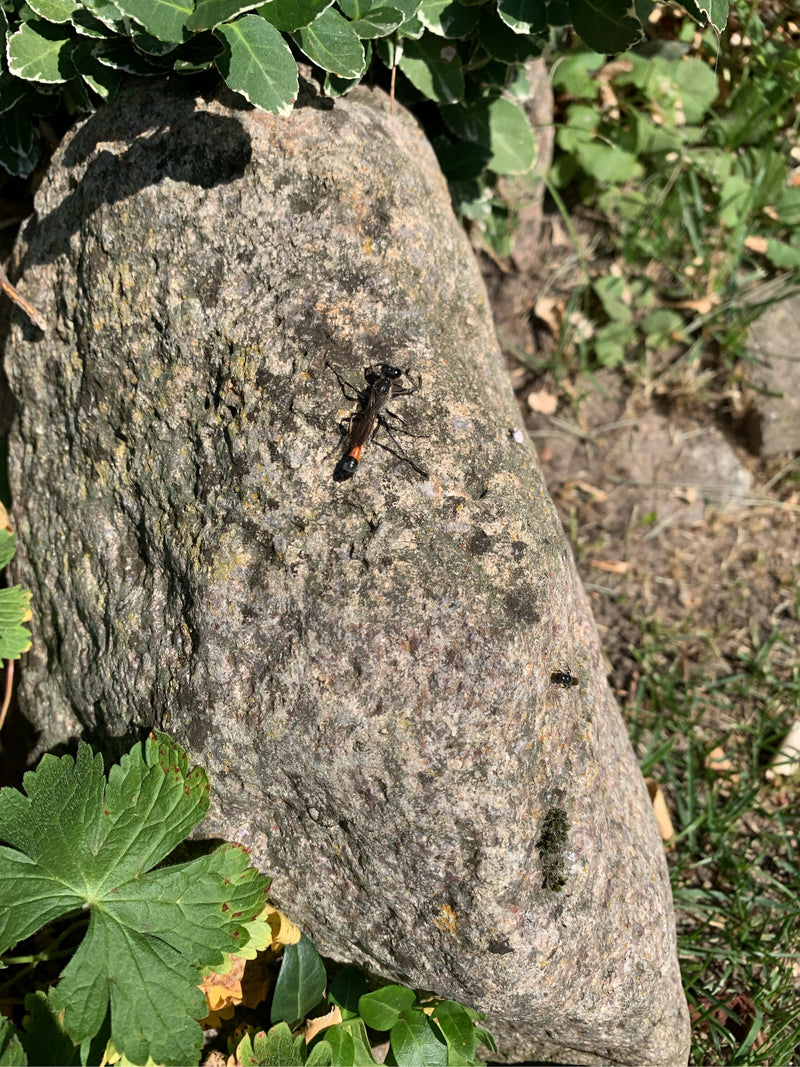 Gemeenschappelijke zandwesp — foto 3 van 25