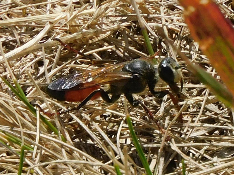 Gemeenschappelijke zandwesp — foto 2 van 25