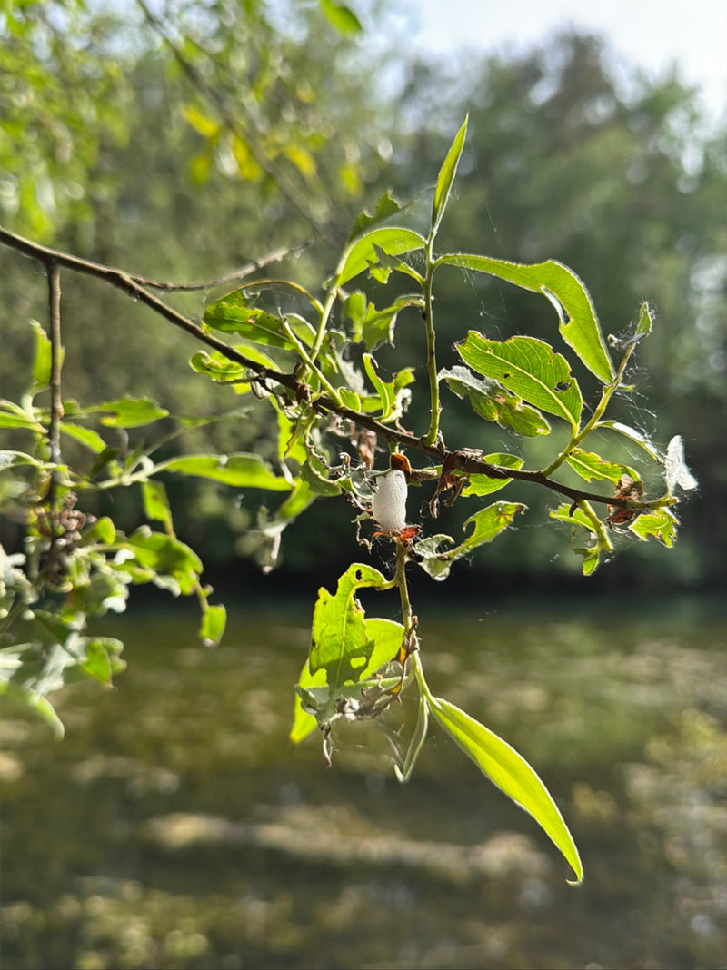 Op een groene tak bevindt zich een typische witte schuimmassa die de larve van de schuimcicade beschermt. De achtergrond toont een wazig wateroppervlak.
