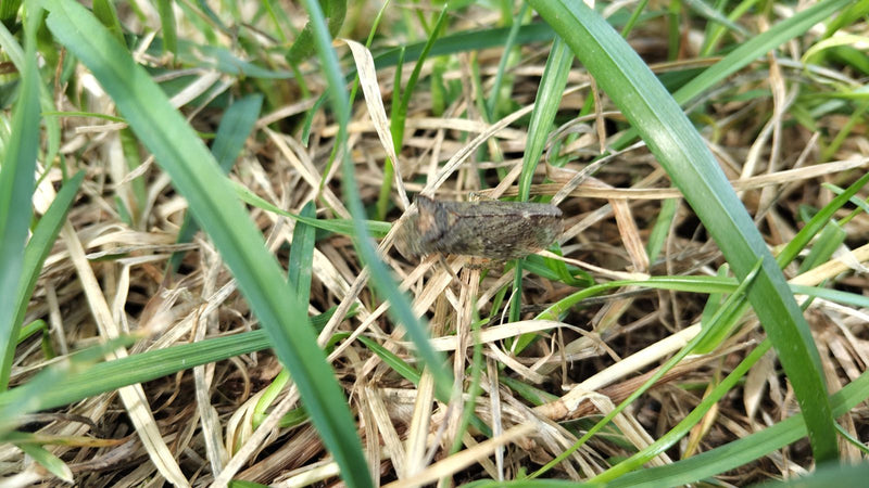 Een schuimcicadje zit op droog gras en stengels. Het insect is duidelijk zichtbaar.