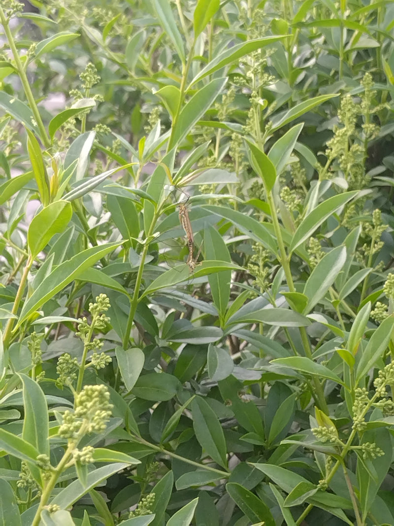 Twee langpootmuggen paren op groene bladeren van een plant.