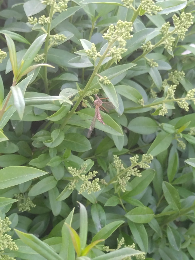 Een volwassen langpootmug zit op de bladeren en knoppen van een groene plant.