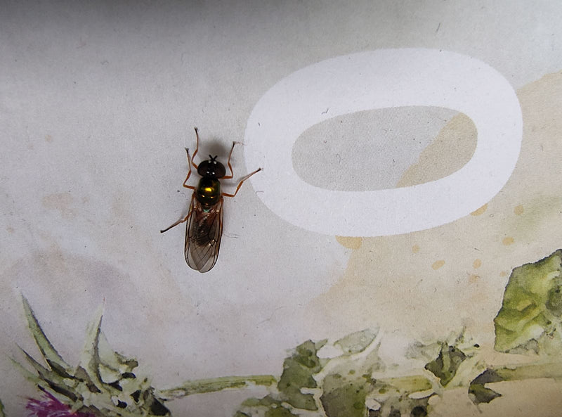 Een zweefvlieg rust op een lichte, geprofileerde ondergrond. Het insect is goed zichtbaar en toont zijn kenmerkende lichaamskenmerken.