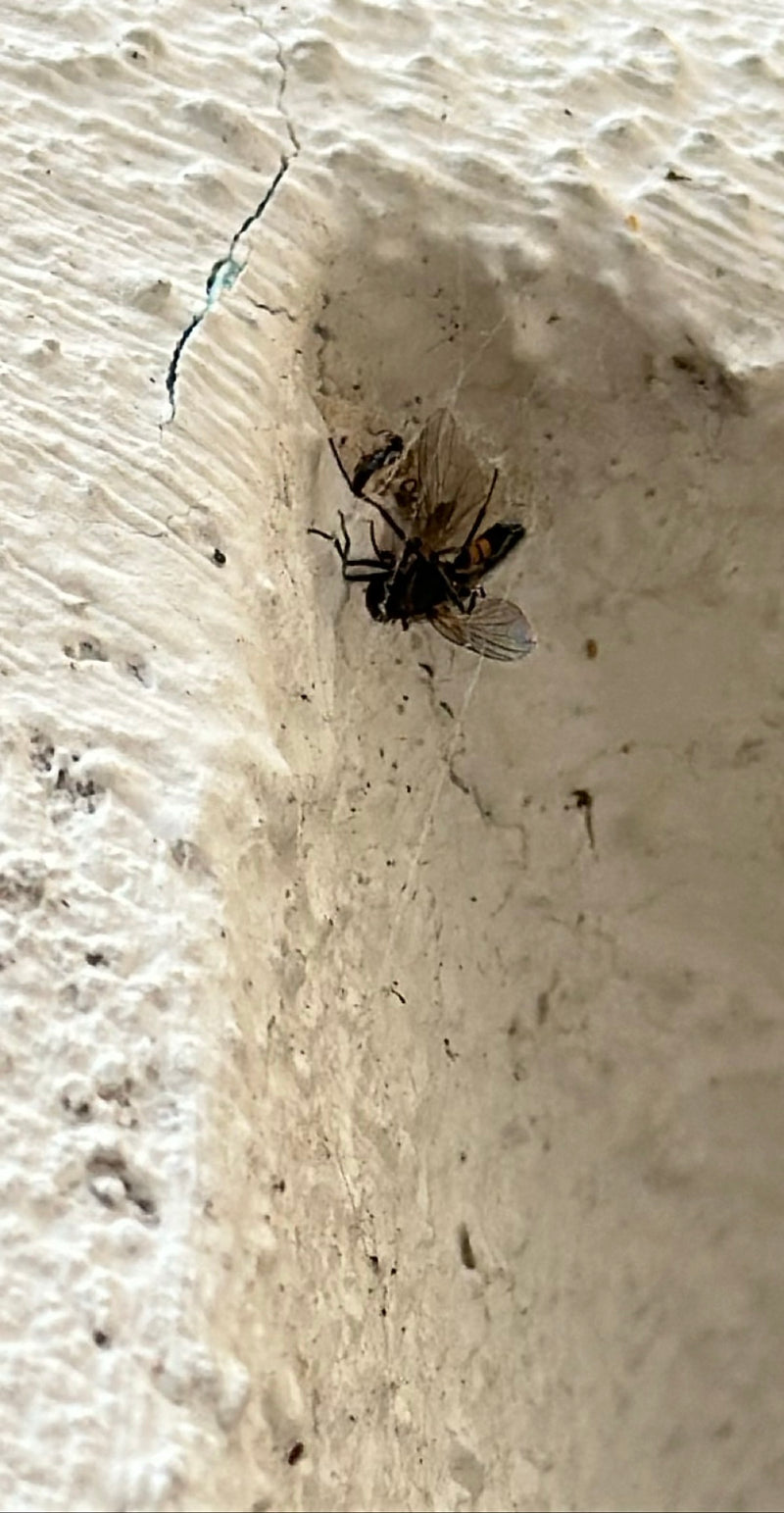 Gemeenschappelijke zweefvlieg — Bild 3