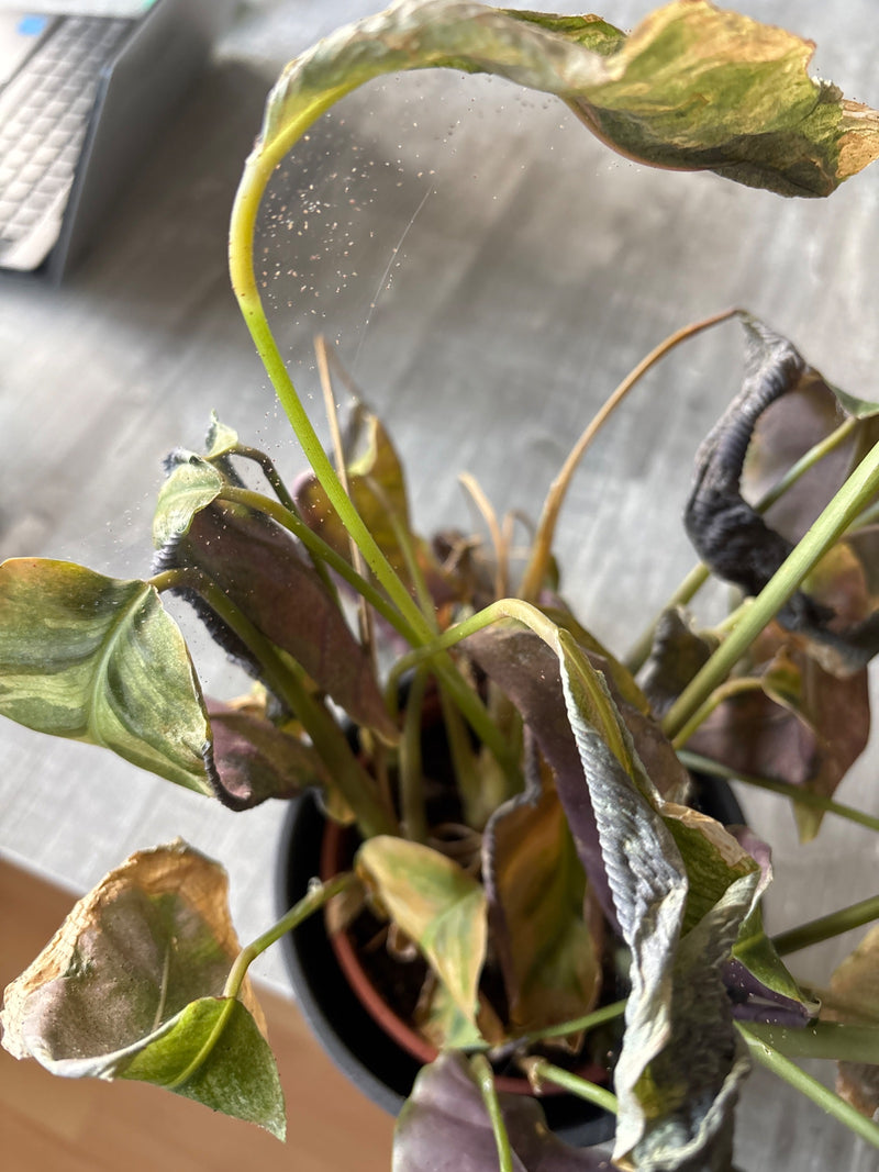 De afbeelding toont talrijke bonte spintmijten en fijne webben op de stengels van een zwaar beschadigde kamerplant in een pot.