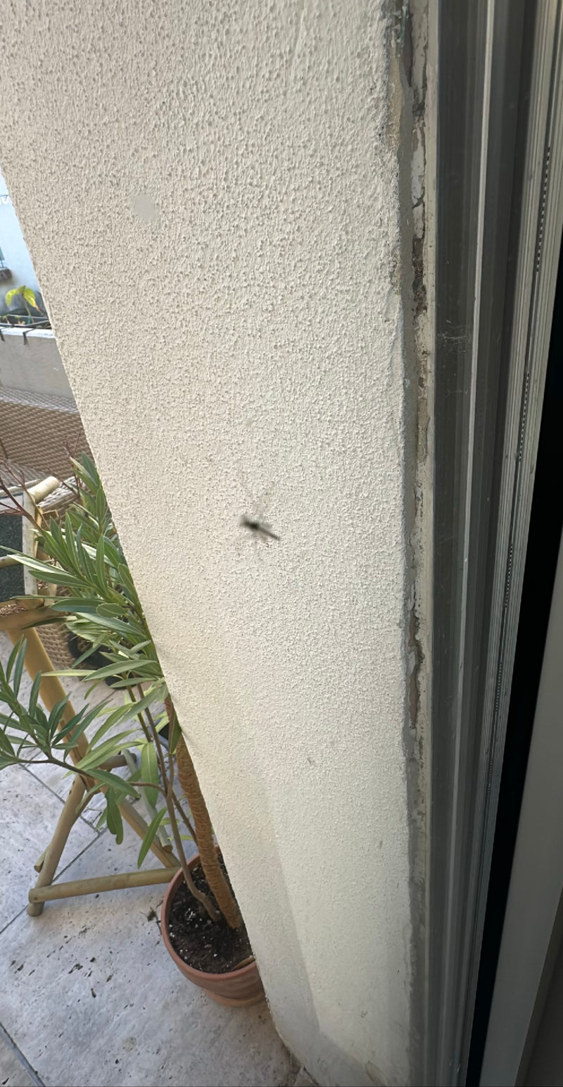 Een huismug zit op een lichte, bepleisterde muur. Het insect is te zien op de afbeelding, maar vrij wazig.