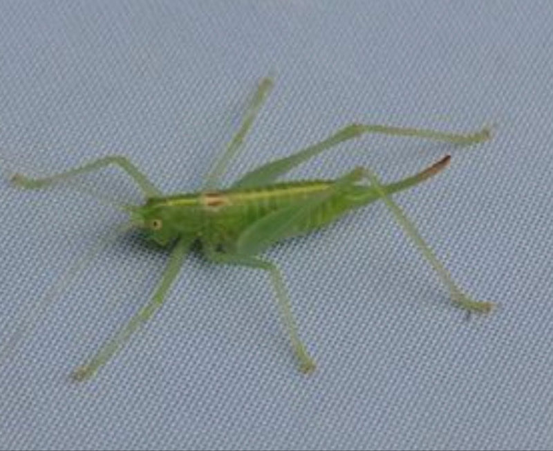 Een groene nimf van de boombossprinkhaan zit op een grijze ondergrond. Het jonge insect is duidelijk zichtbaar in close-up.