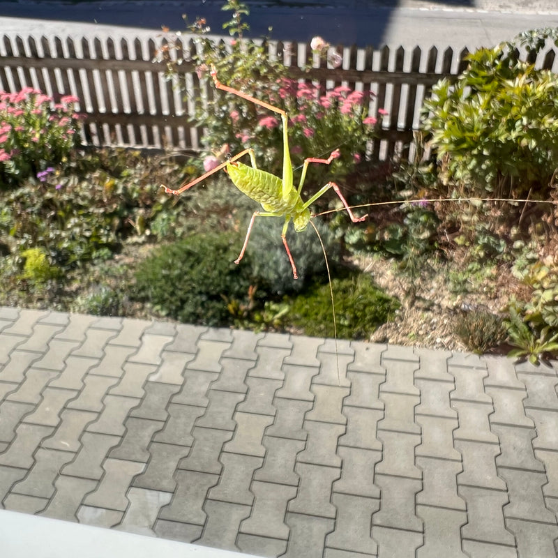 Een nimf van de spikkelspringhaan rust op een ruit tegen een tuinachtergrond.