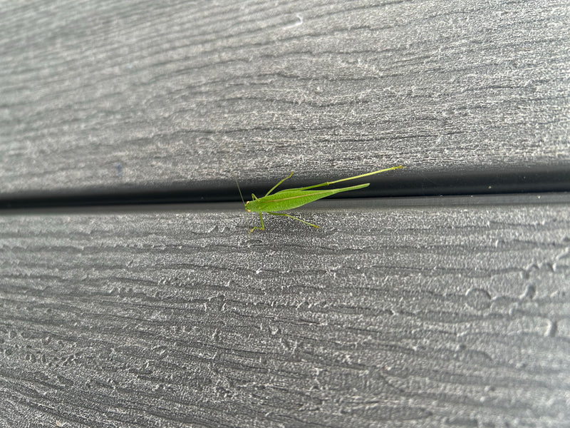 Een groene nimf van de boomboskrekel zit op een gestructureerd houten of muuroppervlak. Het insect is duidelijk zichtbaar en rust rustig op de ondergrond.