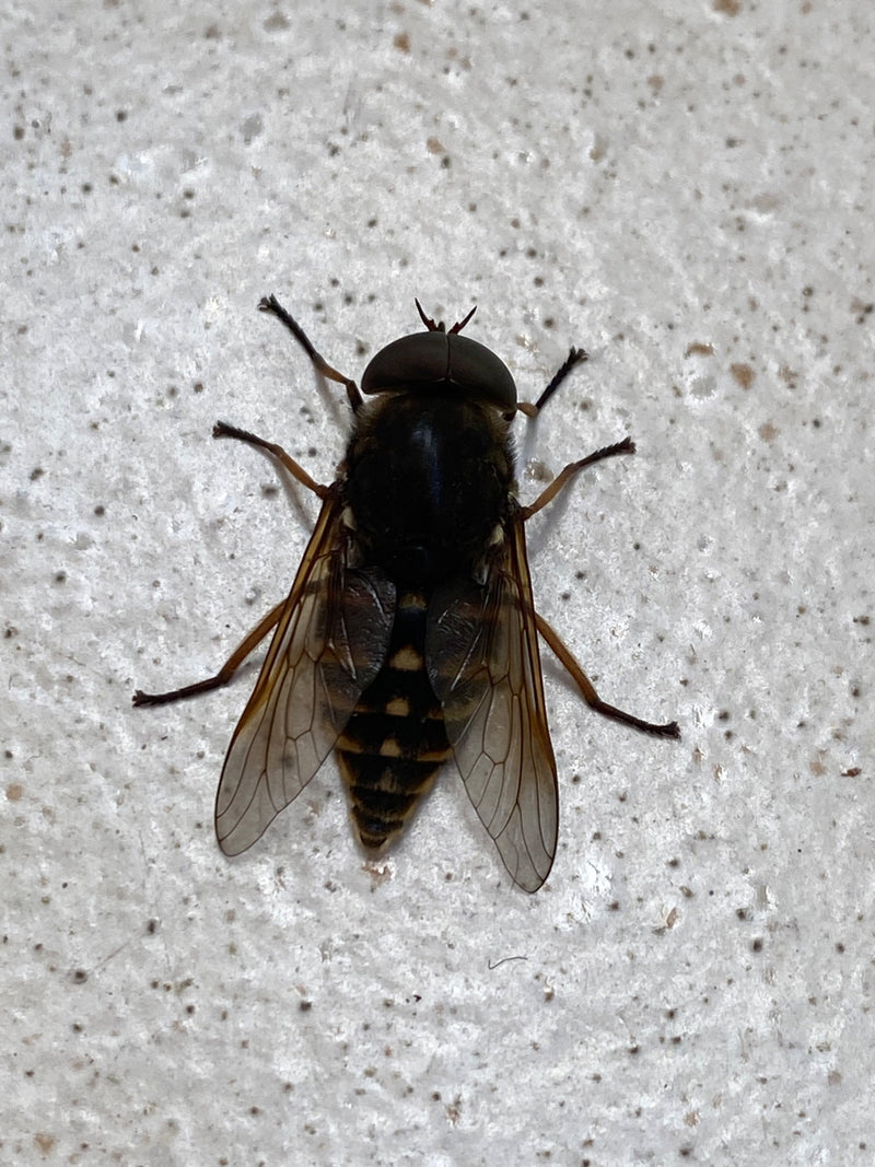 De afbeelding toont een gewone daas van bovenaf gezien op een heldere, licht gespikkelde ondergrond. Het insect rust duidelijk uit met gespreide vleugels.