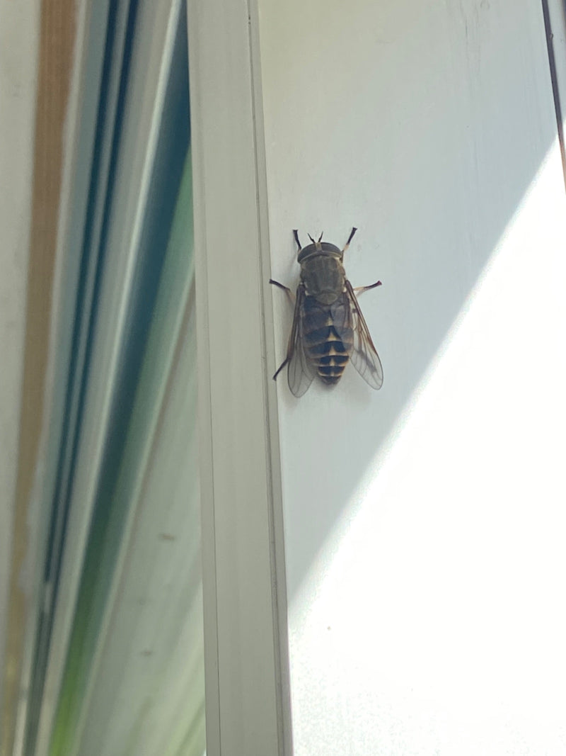 De afbeelding toont een rundsbrem die rust op een licht kozijn. Het insect is van bovenaf gefotografeerd en toont zijn karakteristieke vleugel- en achterlijf...