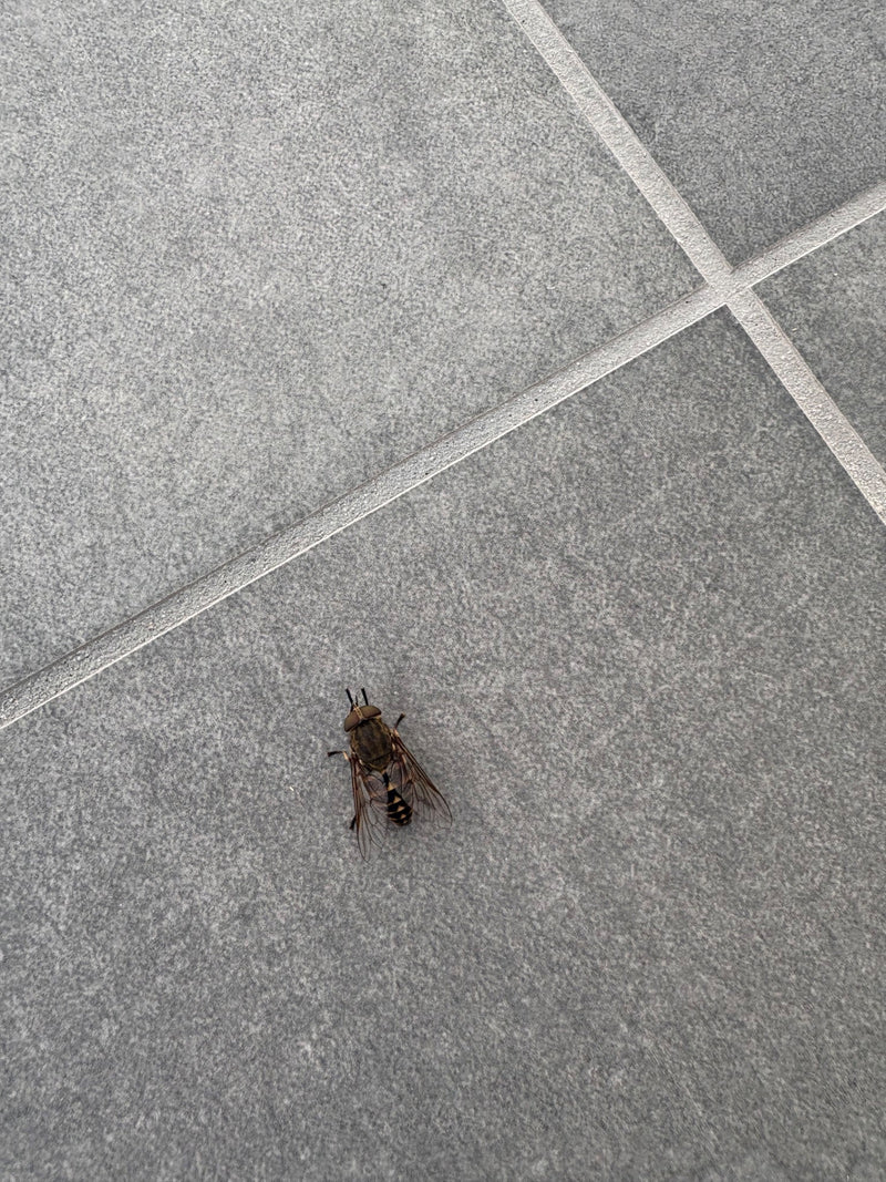 Een rundvlieg zit op grijze tegelstenen. Het insect rust roerloos op de grond.