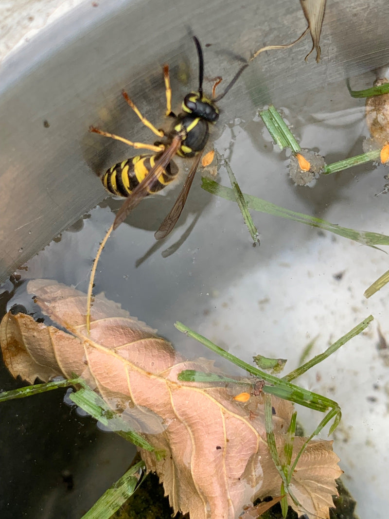 Een gewone wesp zit aan de rand van een waterbak bij drijvende bladeren en grassen. Het insect is duidelijk zichtbaar en heeft typische zwart-gele markeringen.