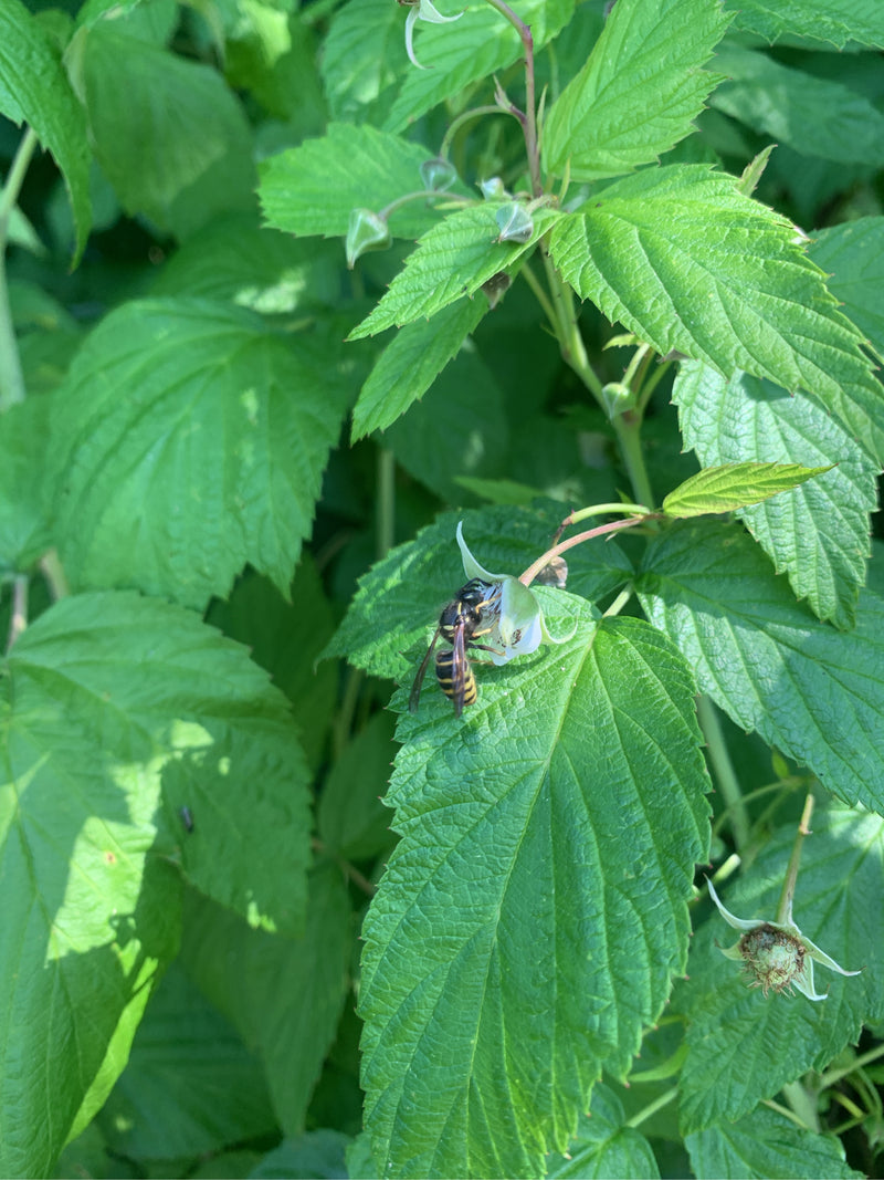Een gewone wesp zit op een groen blad omringd door planten. Het rust rustig op het bladoppervlak.