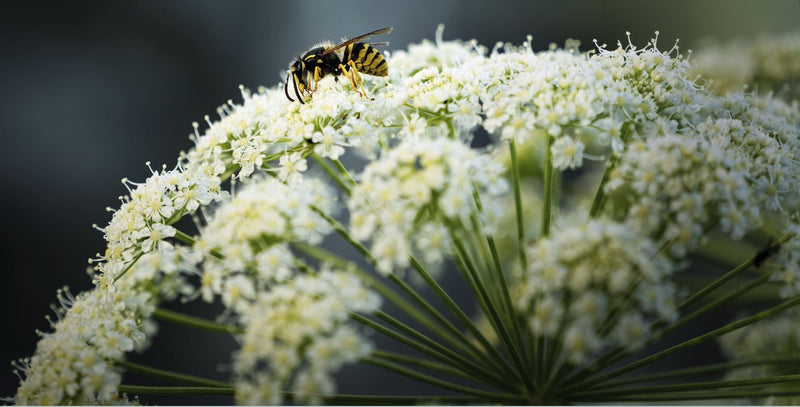 Een gewone wesp zit op een witte schermbloem. De close-up toont het insect.