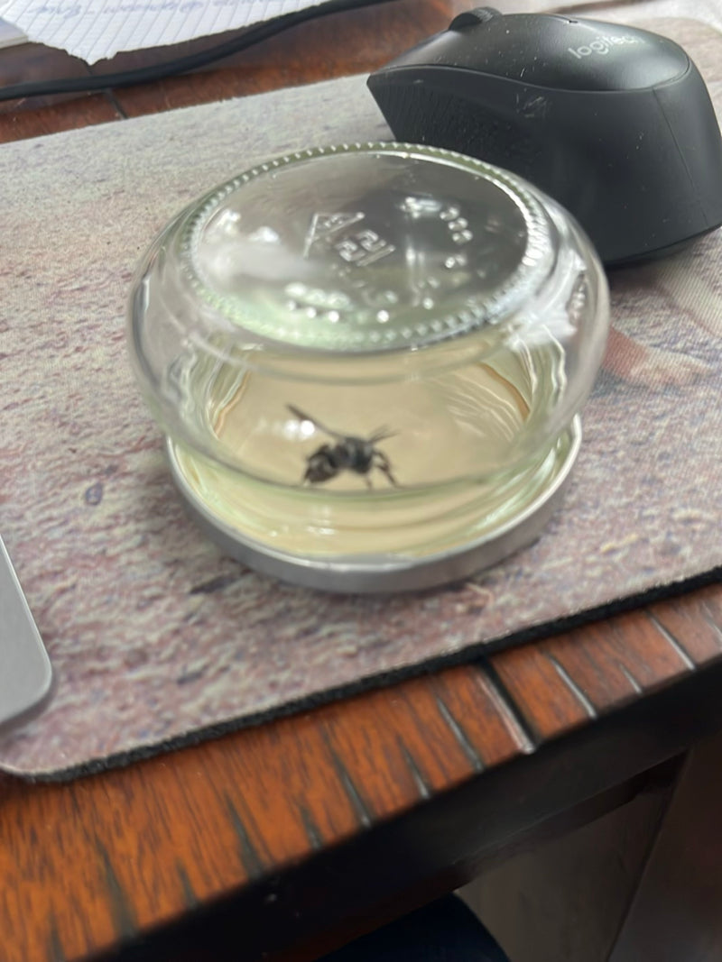 Gewone wesp (geslacht Vespula) — Bild 2