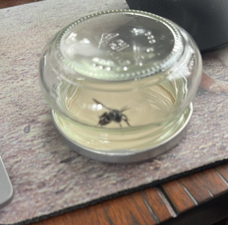 Gewone wesp (geslacht Vespula) — Bild 1
