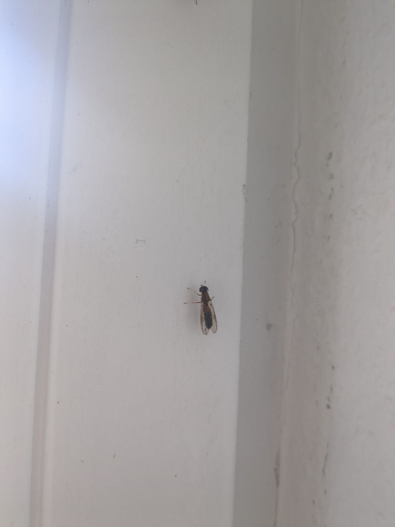 Een gewone grassweefvlieg (Melanostoma mellina) rust op een witte muur.