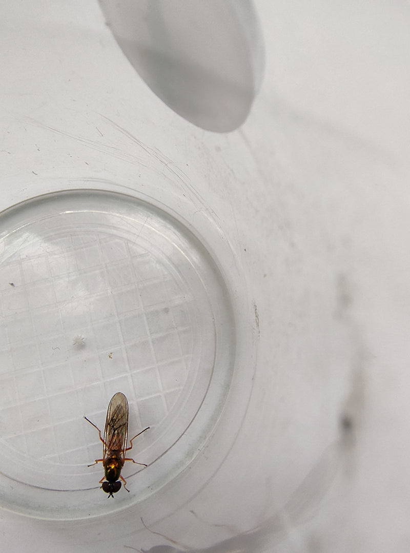Een gewone zweefvlieg zit op de bodem van een doorzichtige plastic bak. Hij blijft stil in deze positie.