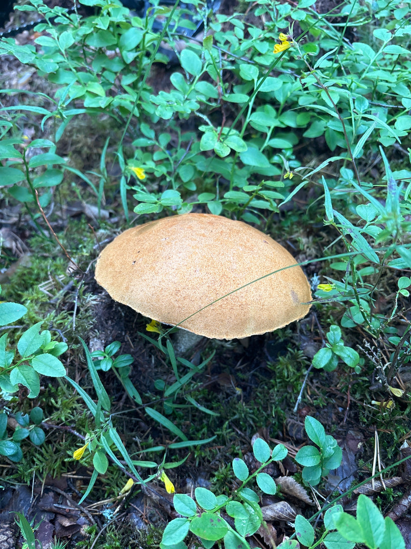 Gemeenschappelijke berkpaddestoel — Bild 1